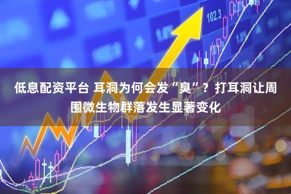 低息配资平台 耳洞为何会发“臭”？打耳洞让周围微生物群落发生显著变化